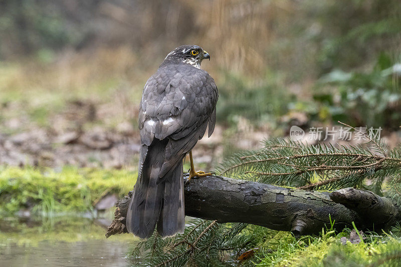 雌雀鹰(学名:Accipiter nisus)